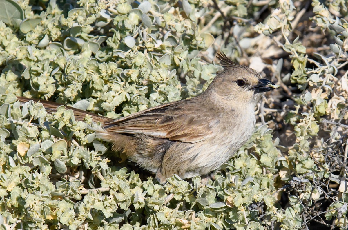 Chirruping Wedgebill - ML375546801