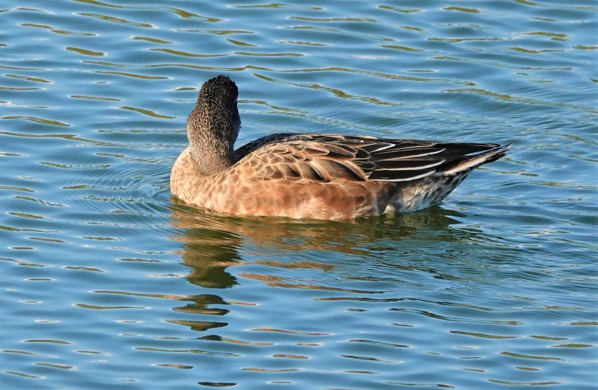 American Wigeon - Richard Block