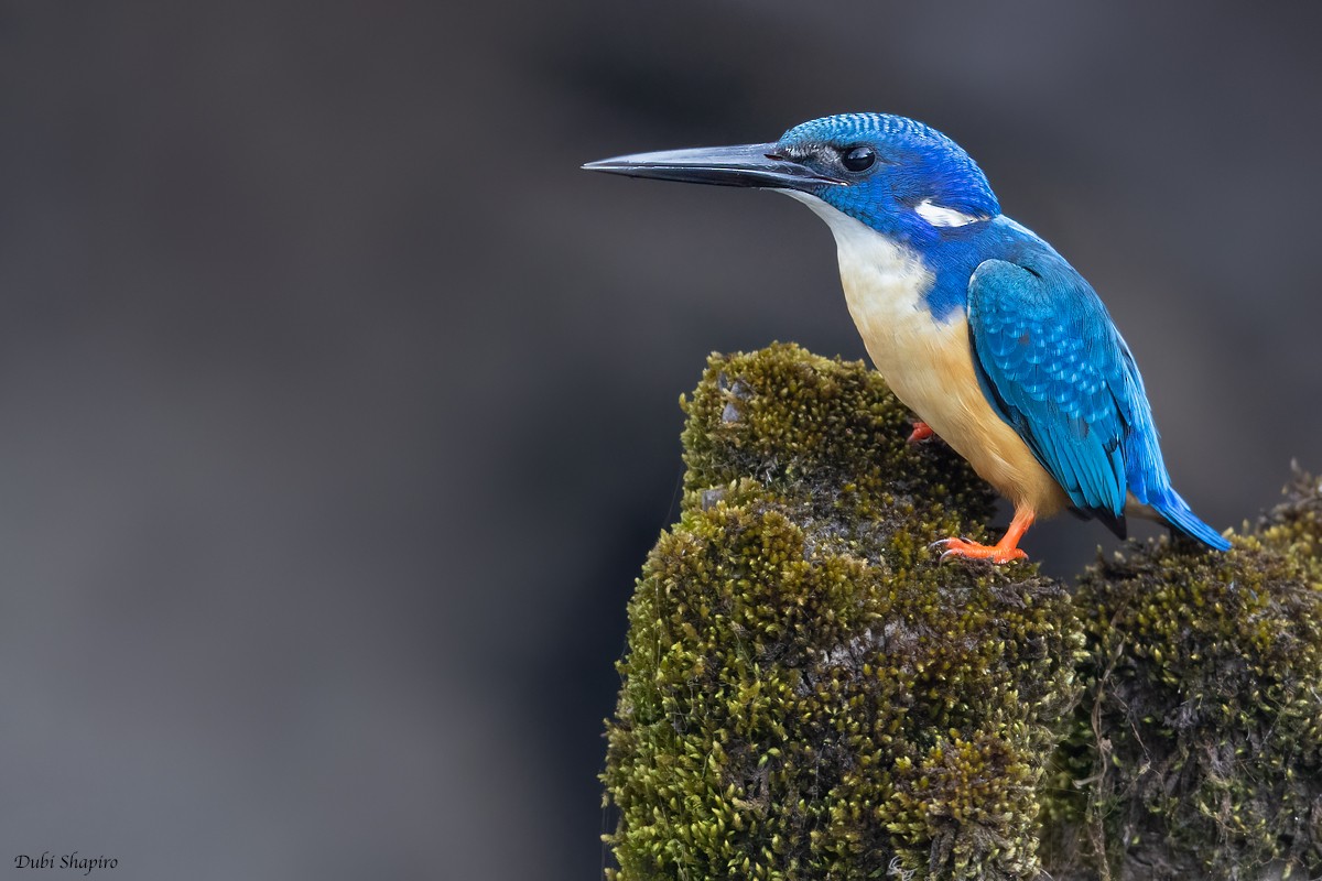 Half-collared Kingfisher - Dubi Shapiro