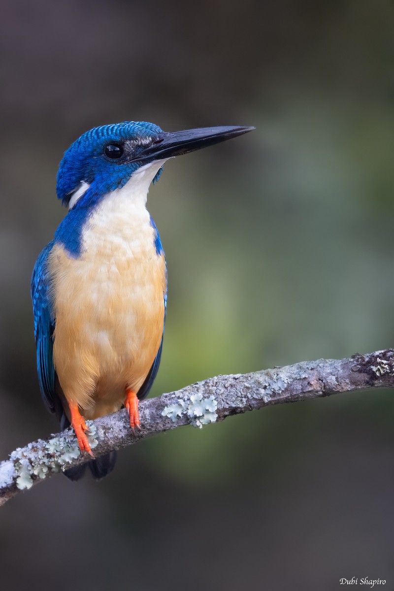 Half-collared Kingfisher - Dubi Shapiro