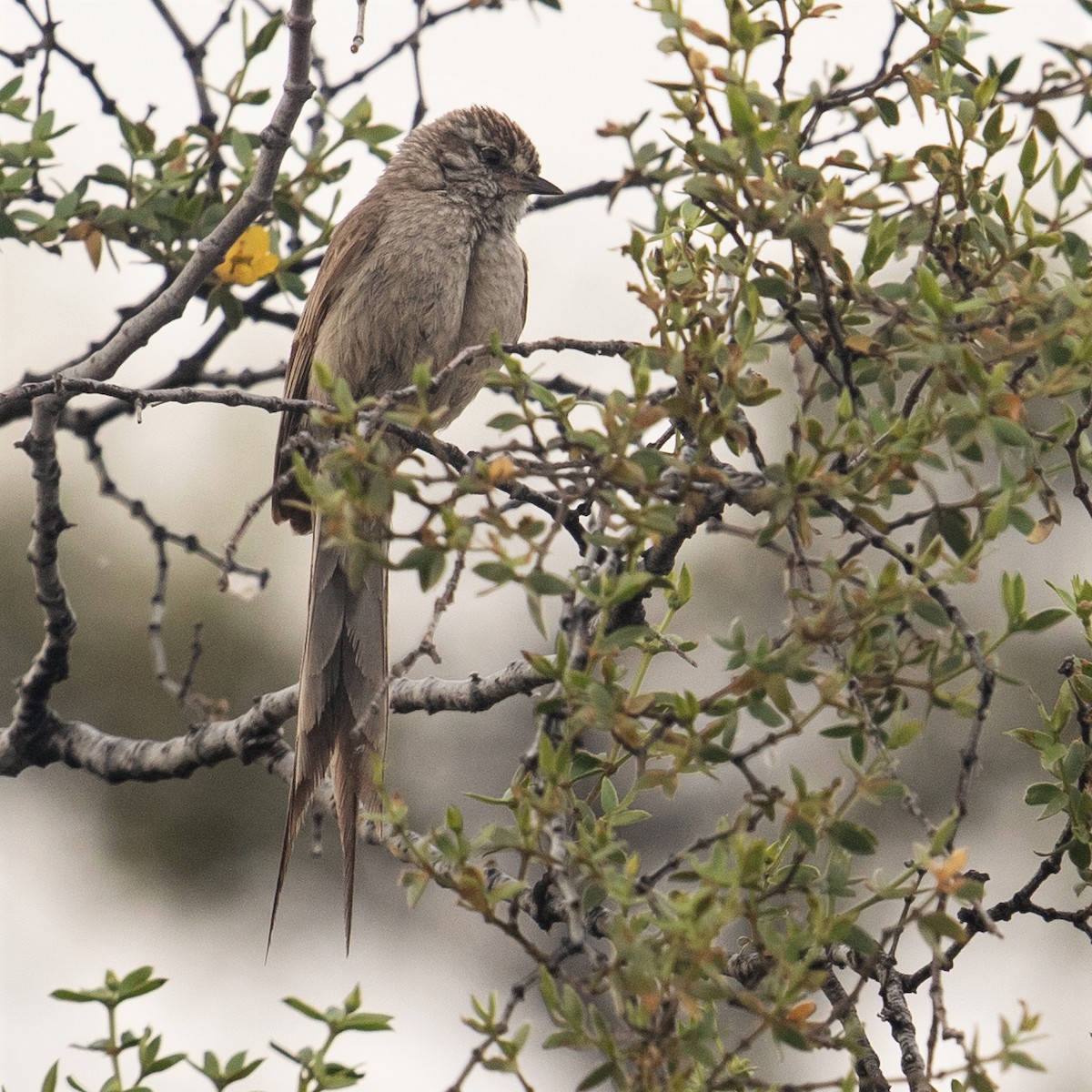 Plain-mantled Tit-Spinetail - ML375548201