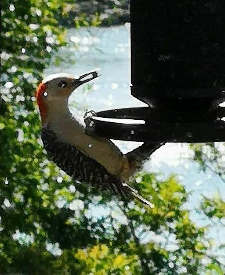 Red-bellied Woodpecker - Club ornithologique des Hautes-Laurentides