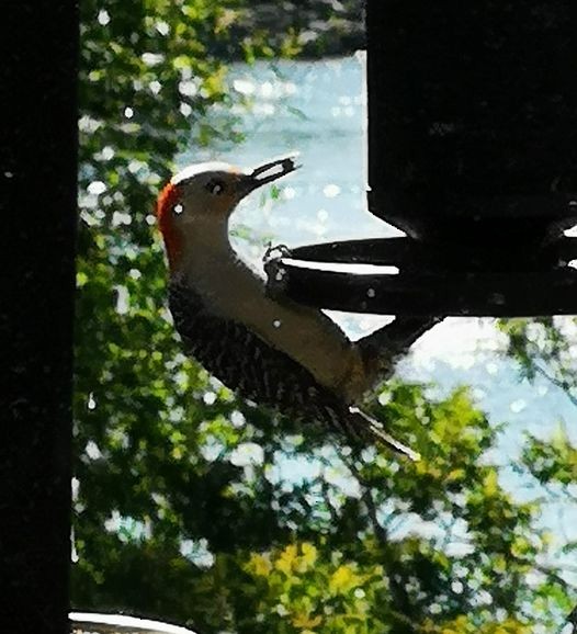 Red-bellied Woodpecker - Club ornithologique des Hautes-Laurentides