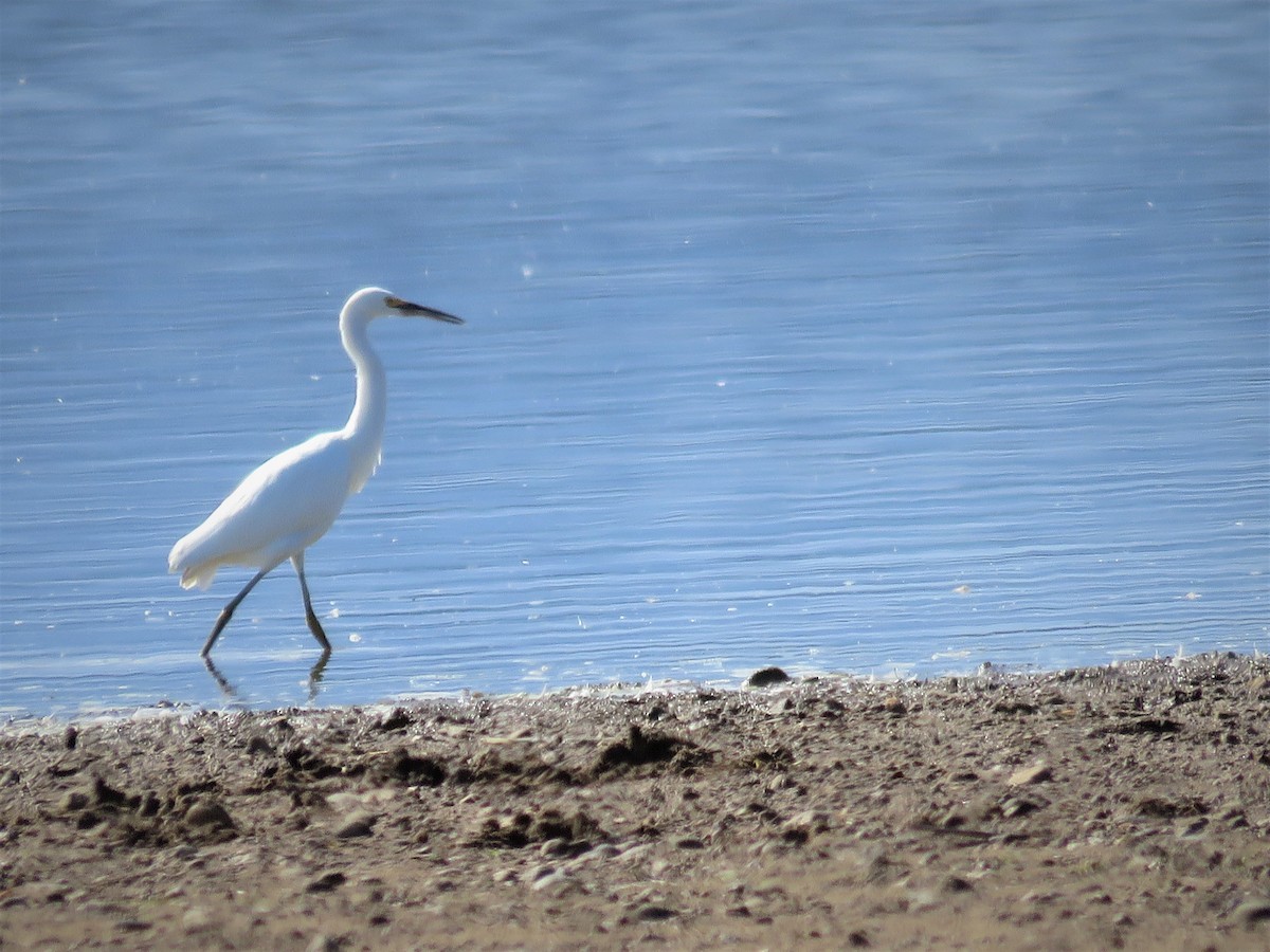 Snowy Egret - Sally Hill