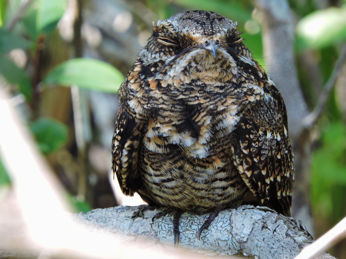 Scissor-tailed Nightjar - Fabio Barata