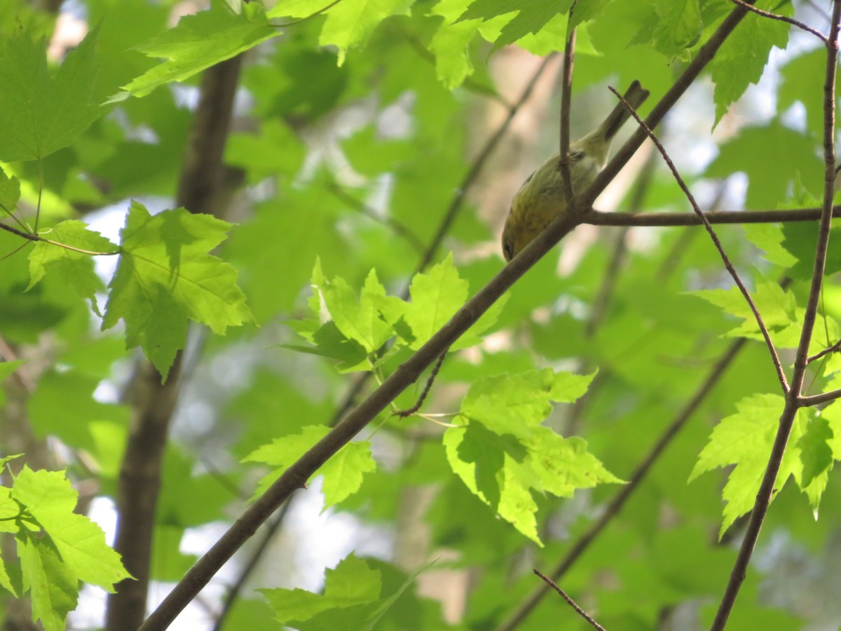 Blackburnian Warbler - ML375549681