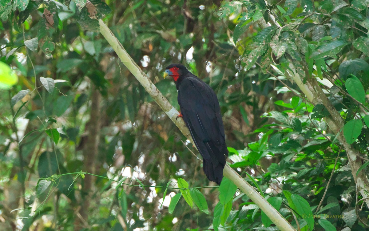 Caracara à gorge rouge - ML37554971