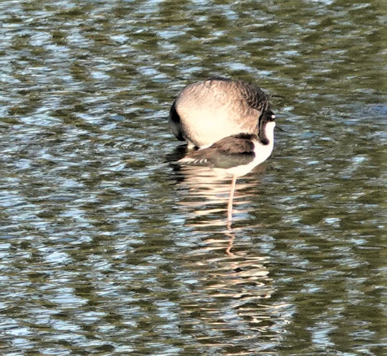 Black-necked Stilt - ML375551381