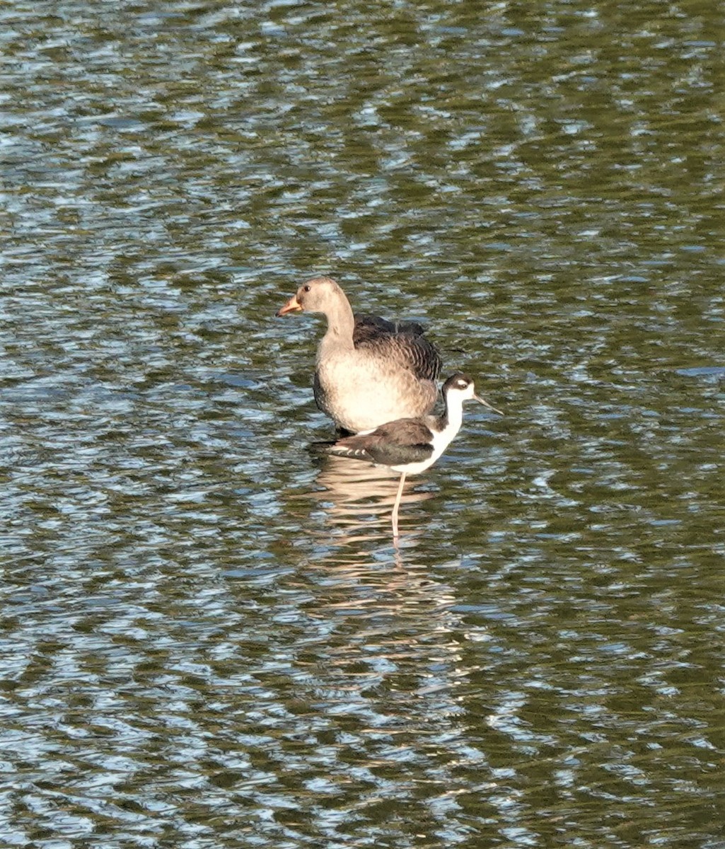 Black-necked Stilt - ML375551391