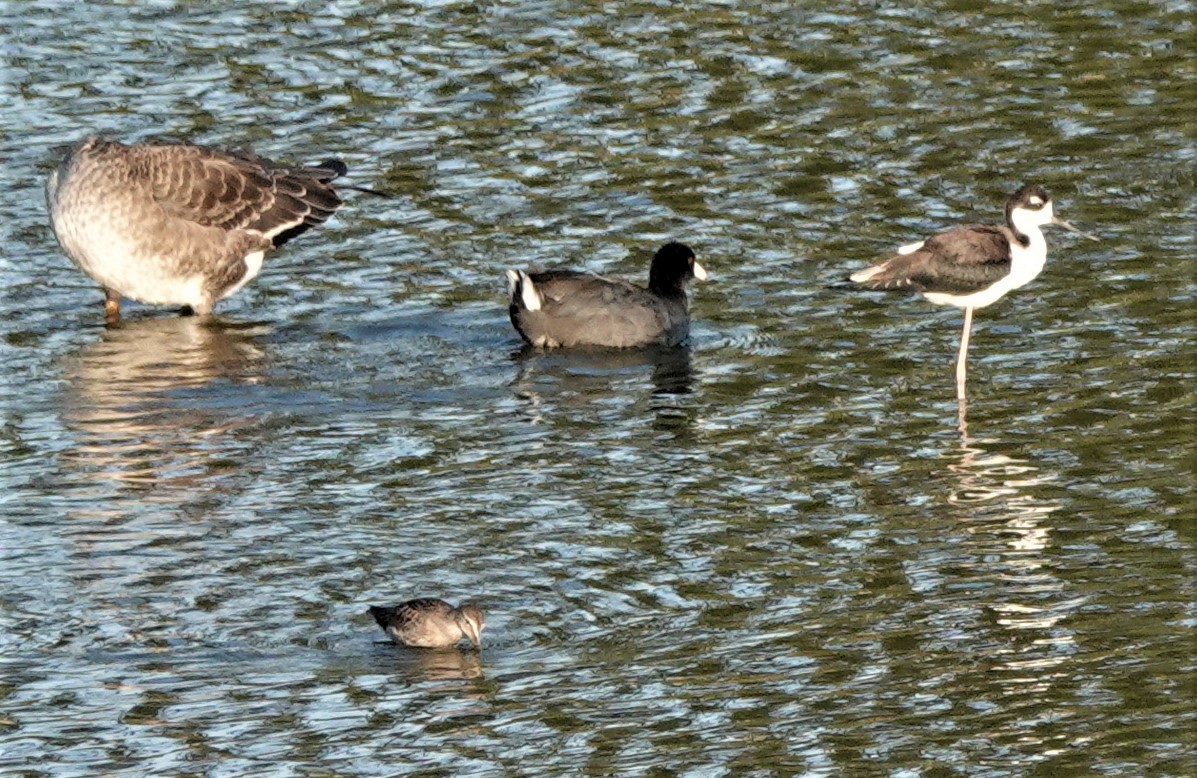 Black-necked Stilt - ML375551411