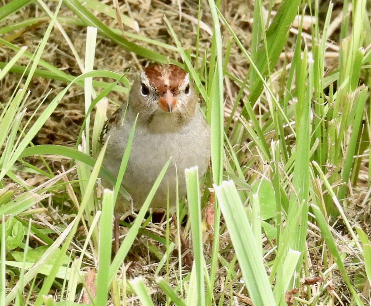 Bruant à couronne blanche - ML375554851