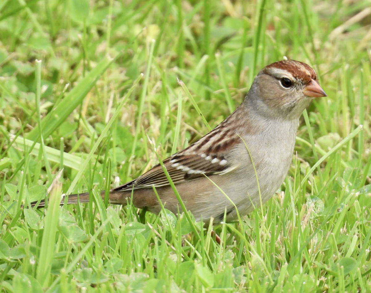 White-crowned Sparrow - Eunice Thein