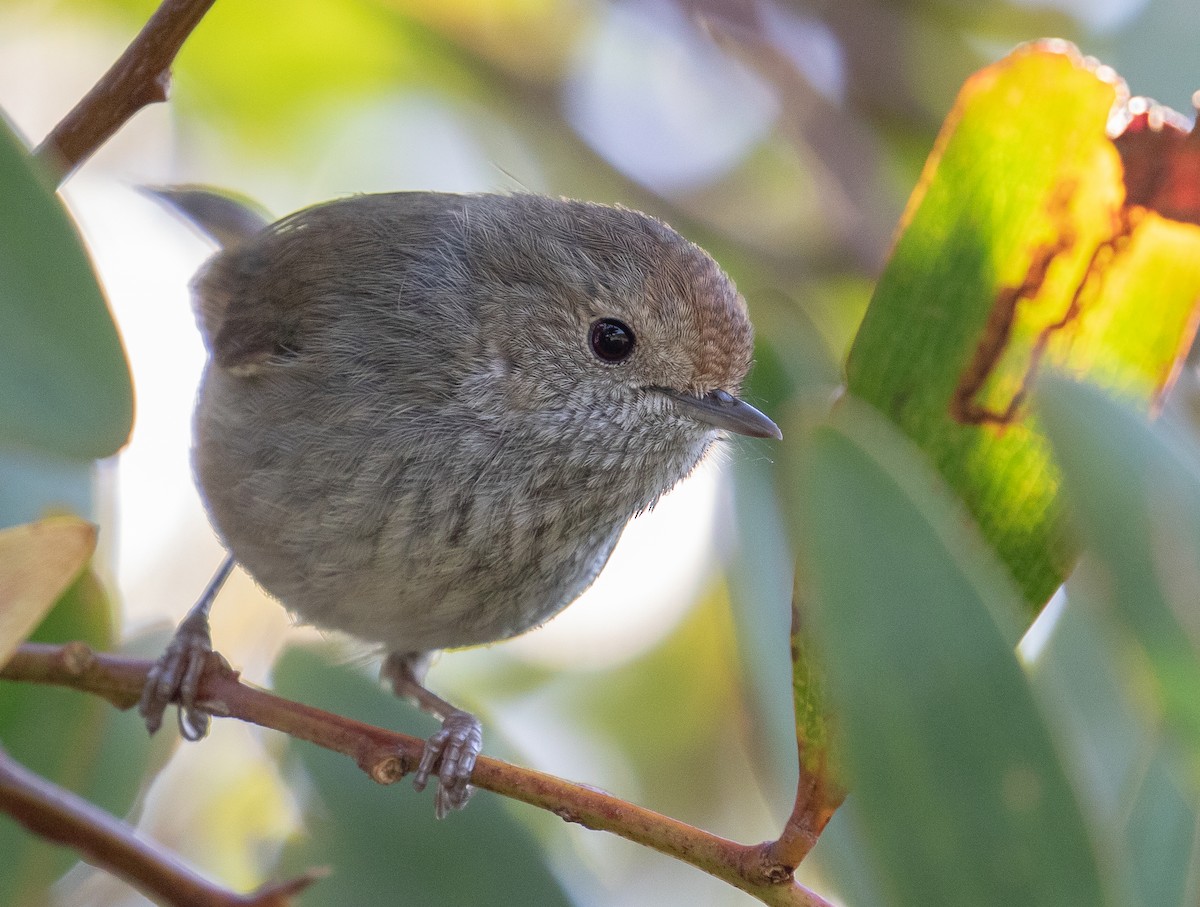 Tasmanian Thornbill - ML375554981