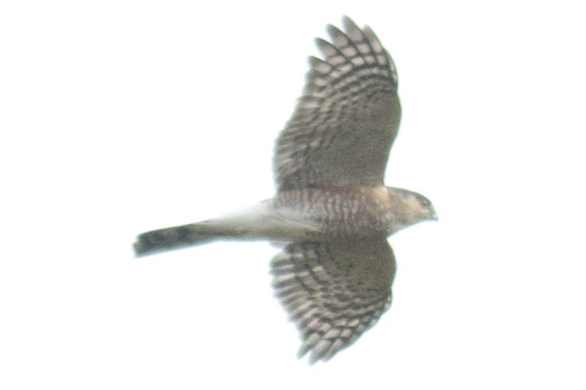 Sharp-shinned Hawk - ML37555701