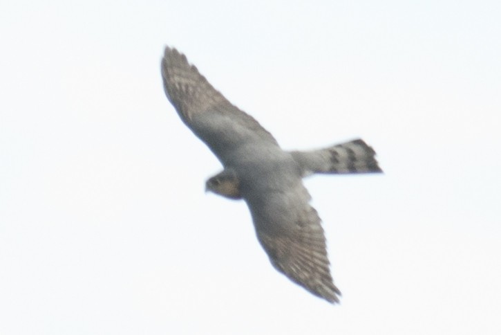 Sharp-shinned Hawk - ML37555711