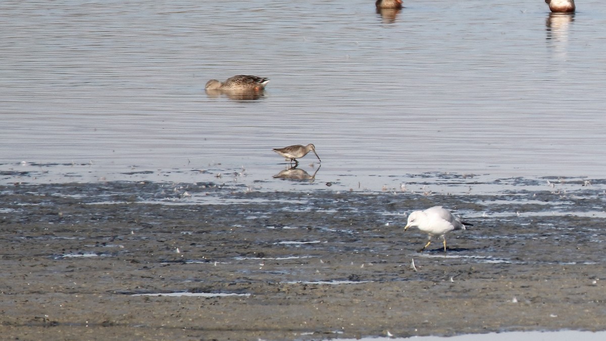 Long-billed Dowitcher - ML375557201
