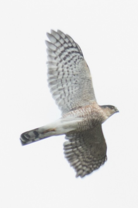 Sharp-shinned Hawk - ML37555721