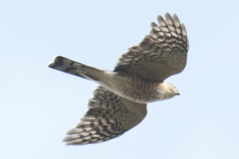 Sharp-shinned Hawk - ML37555741