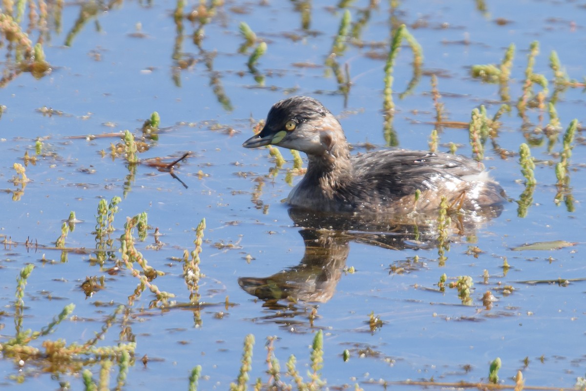 Australasian Grebe - Mark Lethlean