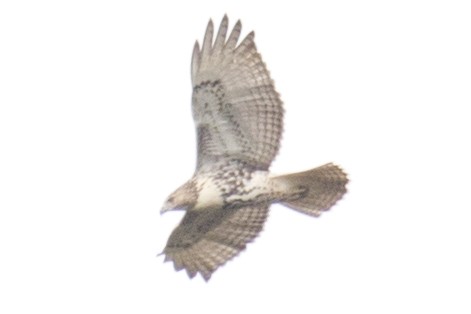 Red-tailed Hawk - ML37555851