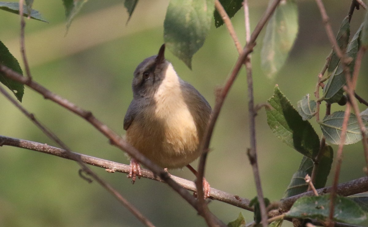 Long-billed Crombec - ML375558791