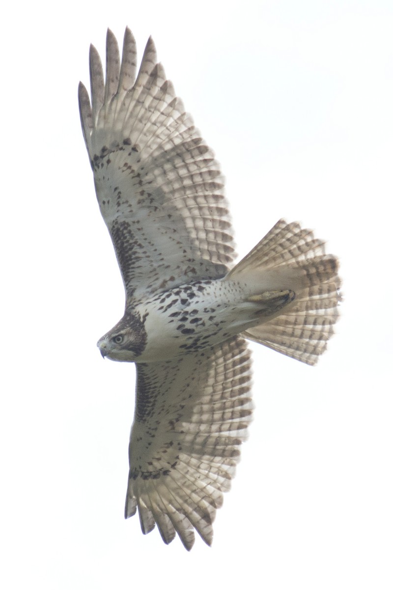 Red-tailed Hawk - ML37555881