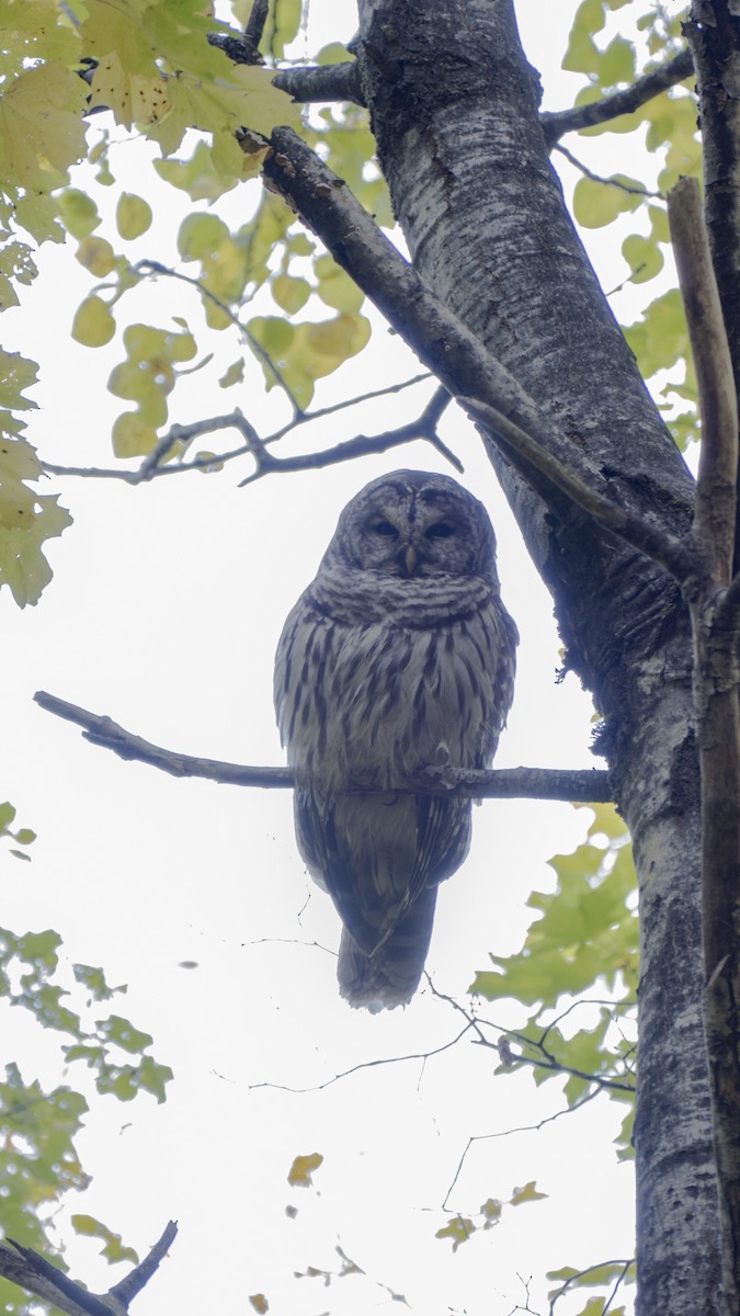 Barred Owl - ML375559531