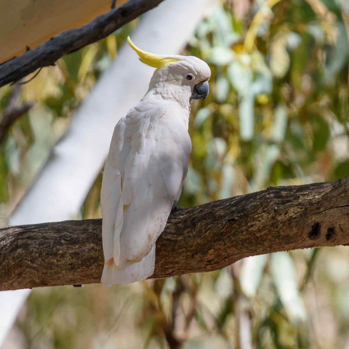 Sulphur-crested Cockatoo - ML375560601