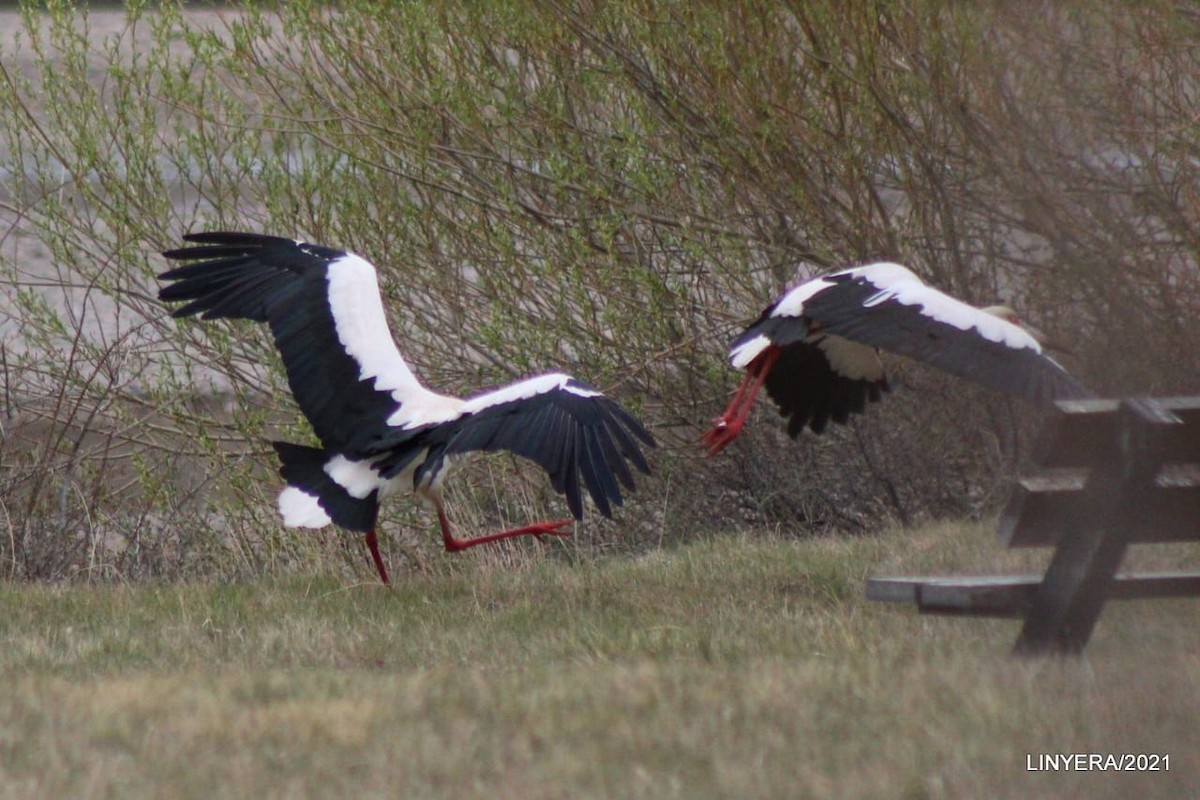 Maguari Stork - Asociacion Ambiente Sur