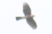 Sharp-shinned Hawk - ML37556251