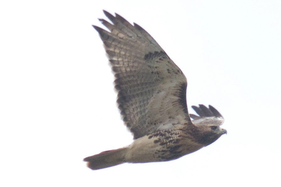 Red-tailed Hawk - David Brown