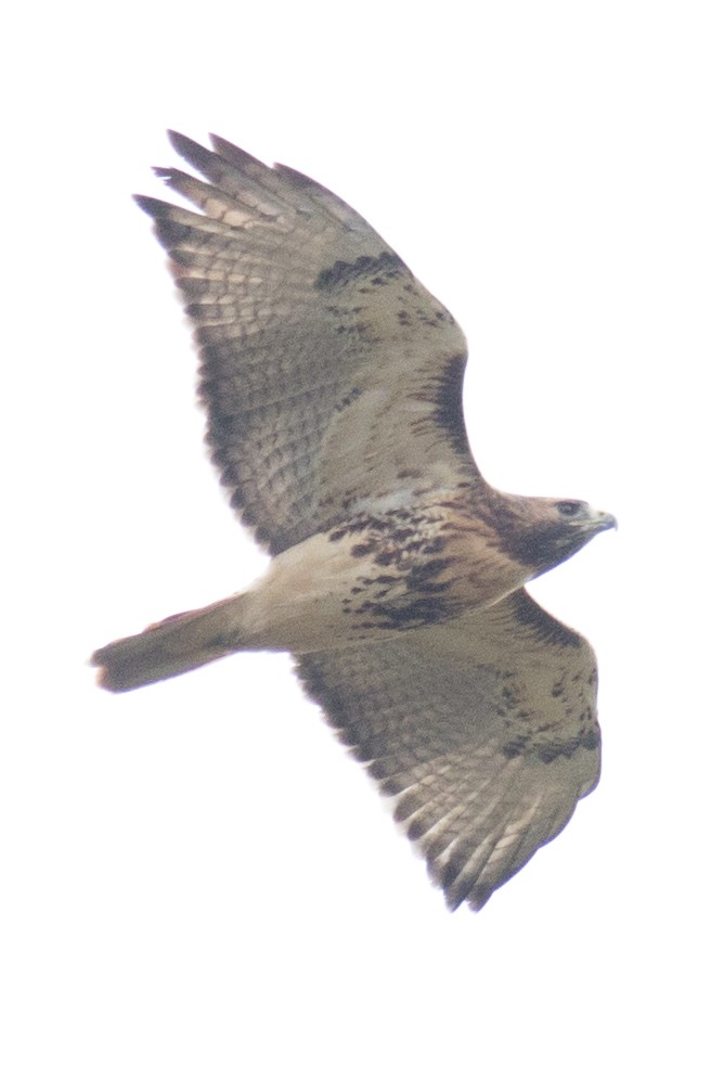 Red-tailed Hawk - ML37556321