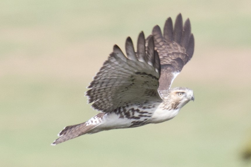 Red-tailed Hawk - ML37556351