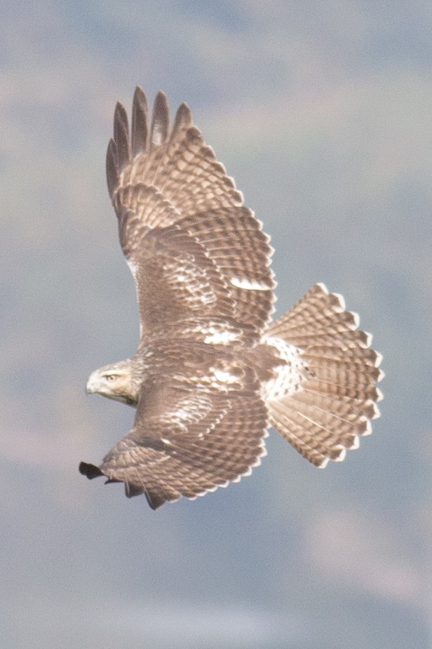 Red-tailed Hawk - ML37556361