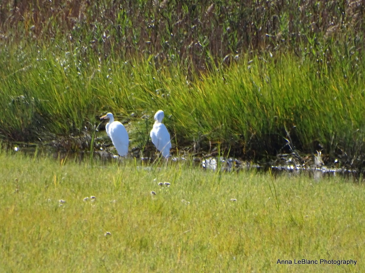 Great Egret - ML375564031