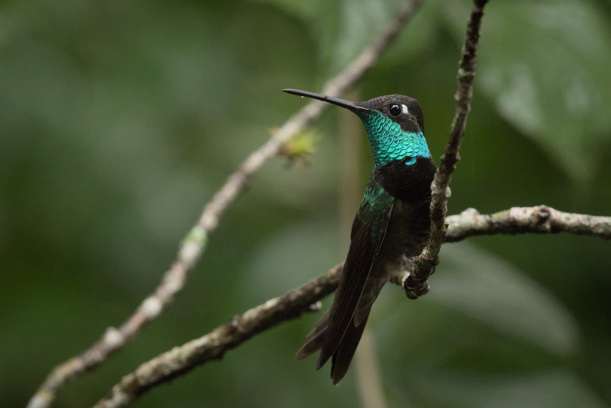 Rivoli's Hummingbird - Alberto Lobato (El Chivizcoyo)