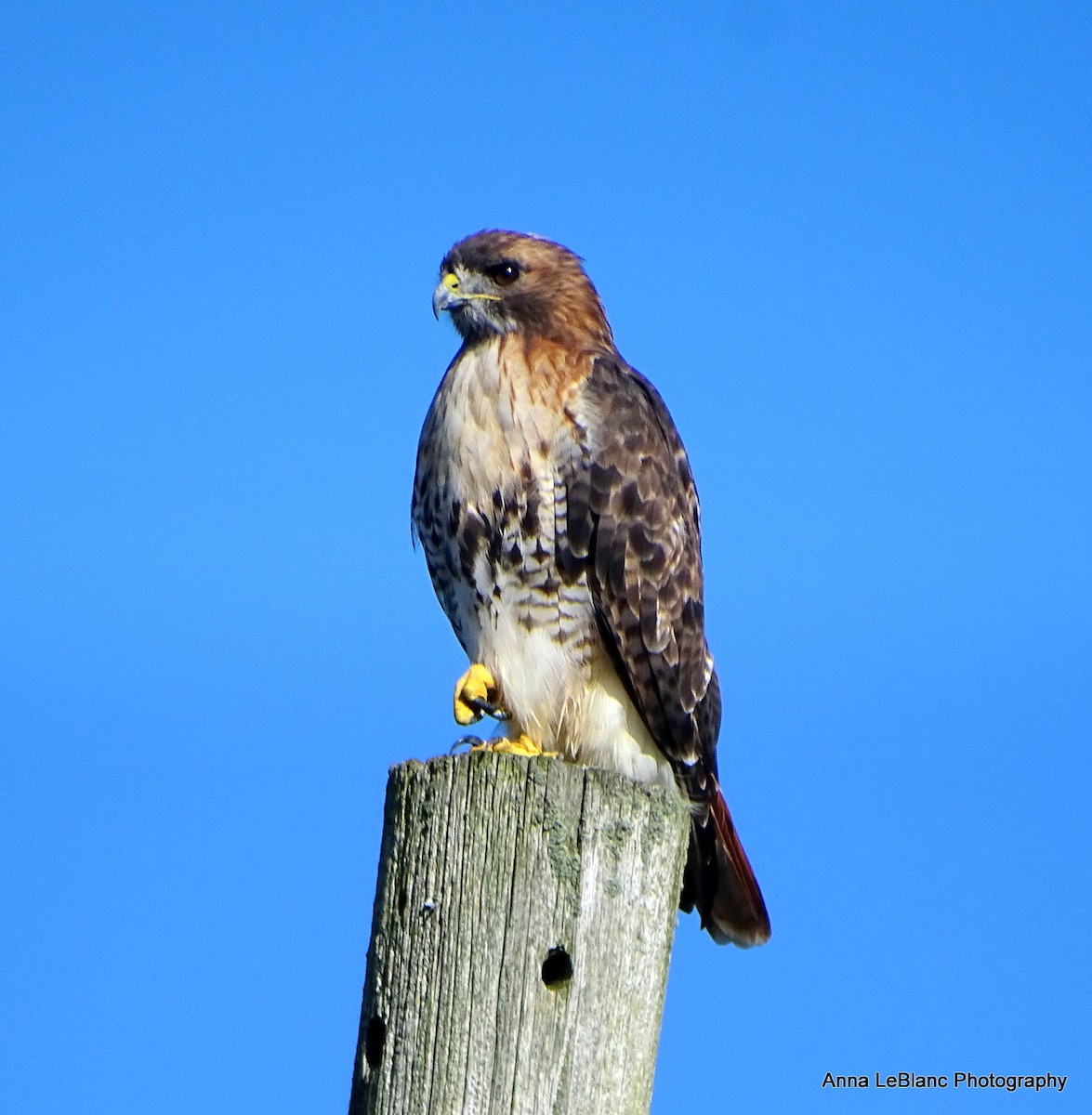 Red-tailed Hawk - Anna LeBlanc