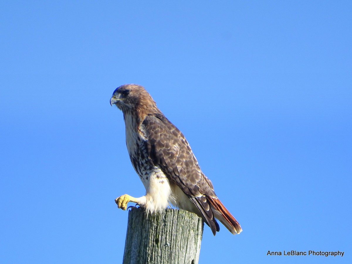 Red-tailed Hawk - Anna LeBlanc