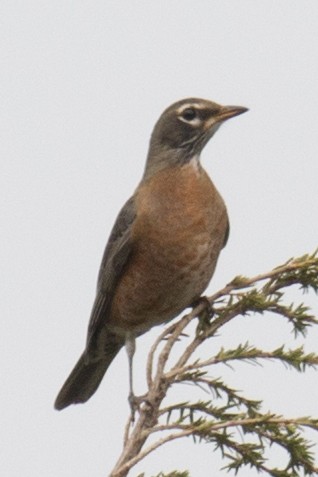 American Robin - ML37556521