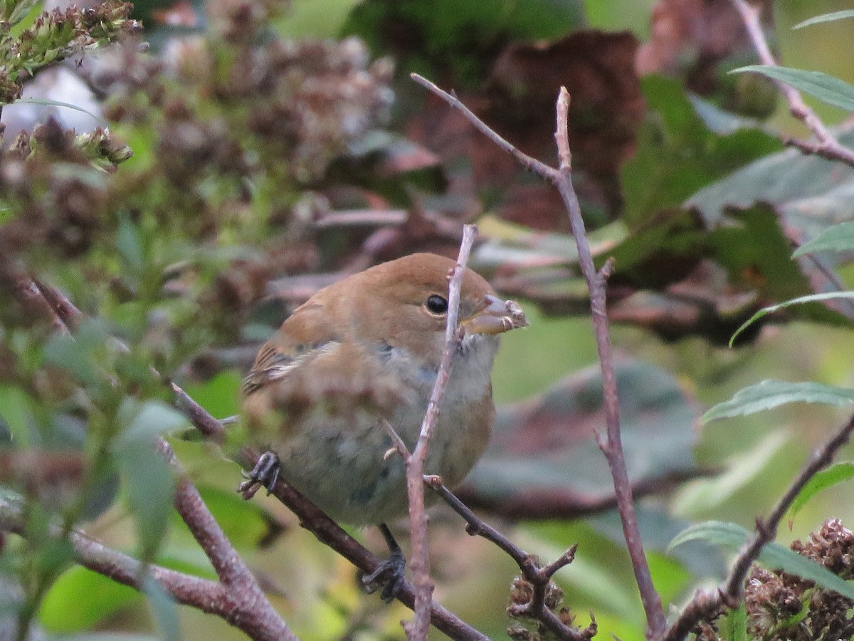 Indigo Bunting - ML375565541