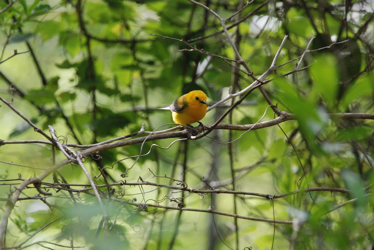 Prothonotary Warbler - Daniel Lebbin