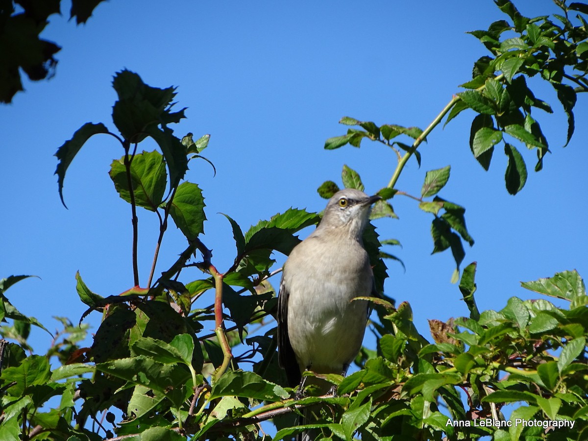 Northern Mockingbird - ML375566051