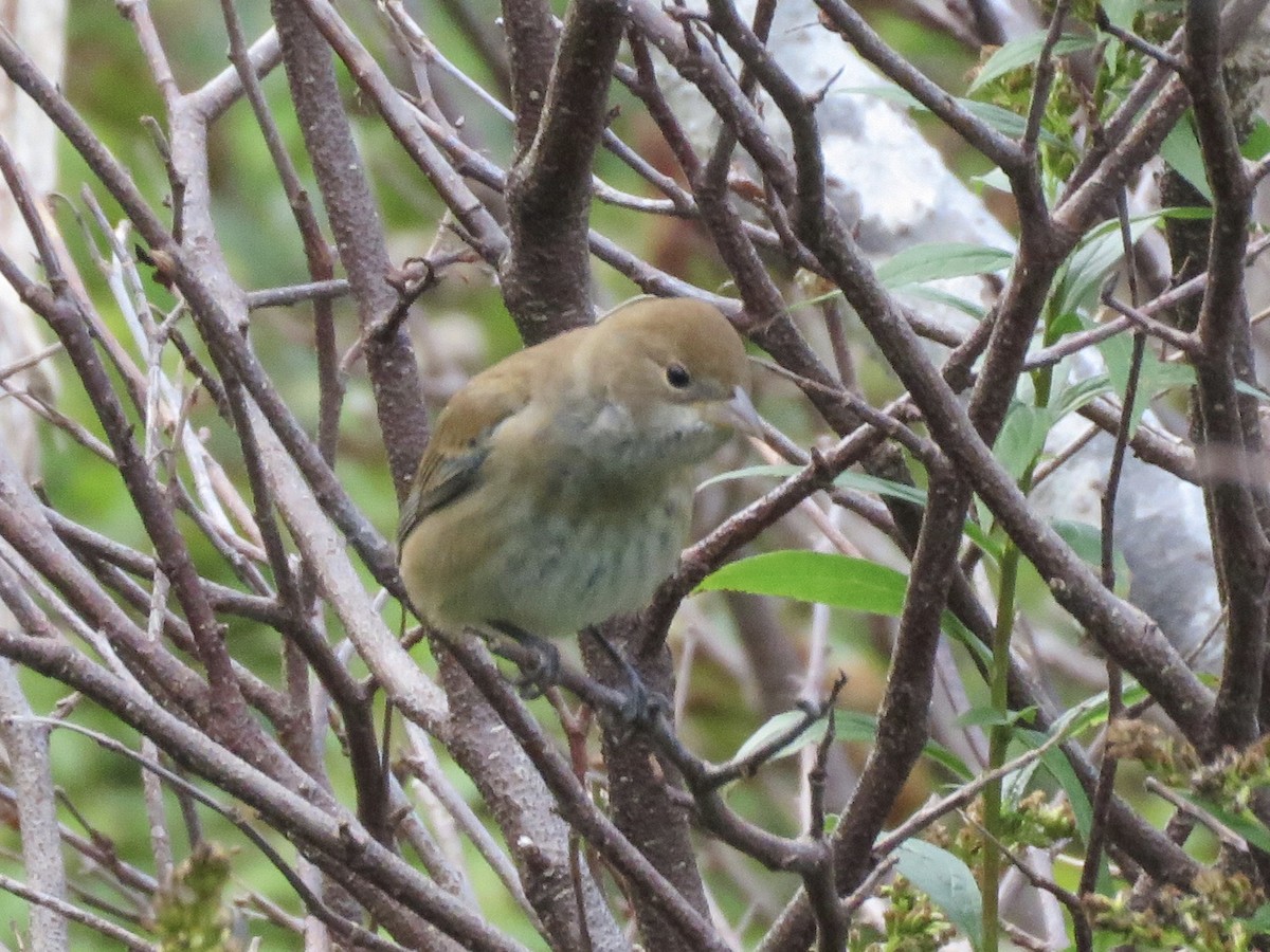 Indigo Bunting - ML375566311