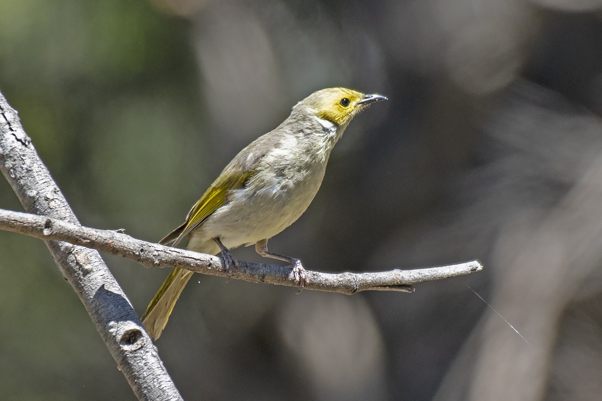 White-plumed Honeyeater - ML375566451