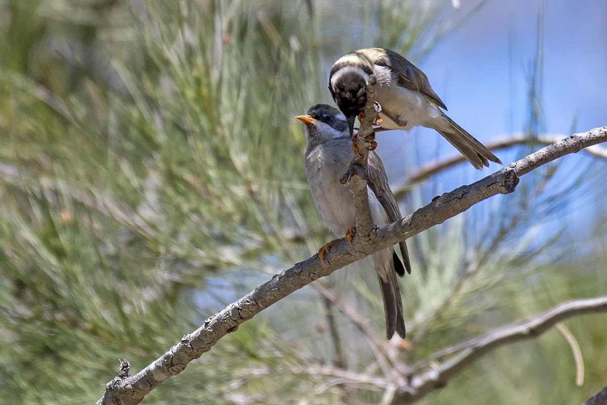 Black-chinned Honeyeater - ML375566521