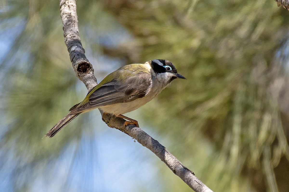 Black-chinned Honeyeater - ML375566531