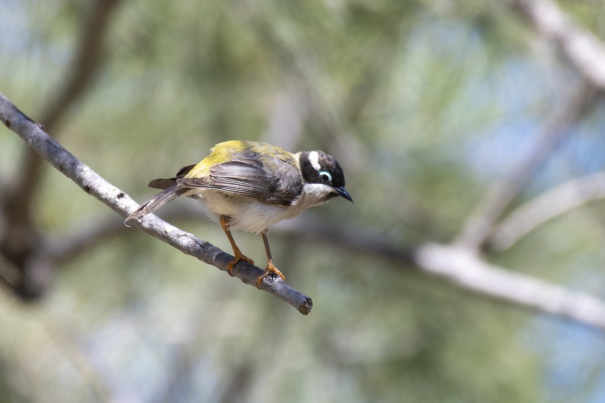 Black-chinned Honeyeater - ML375566591