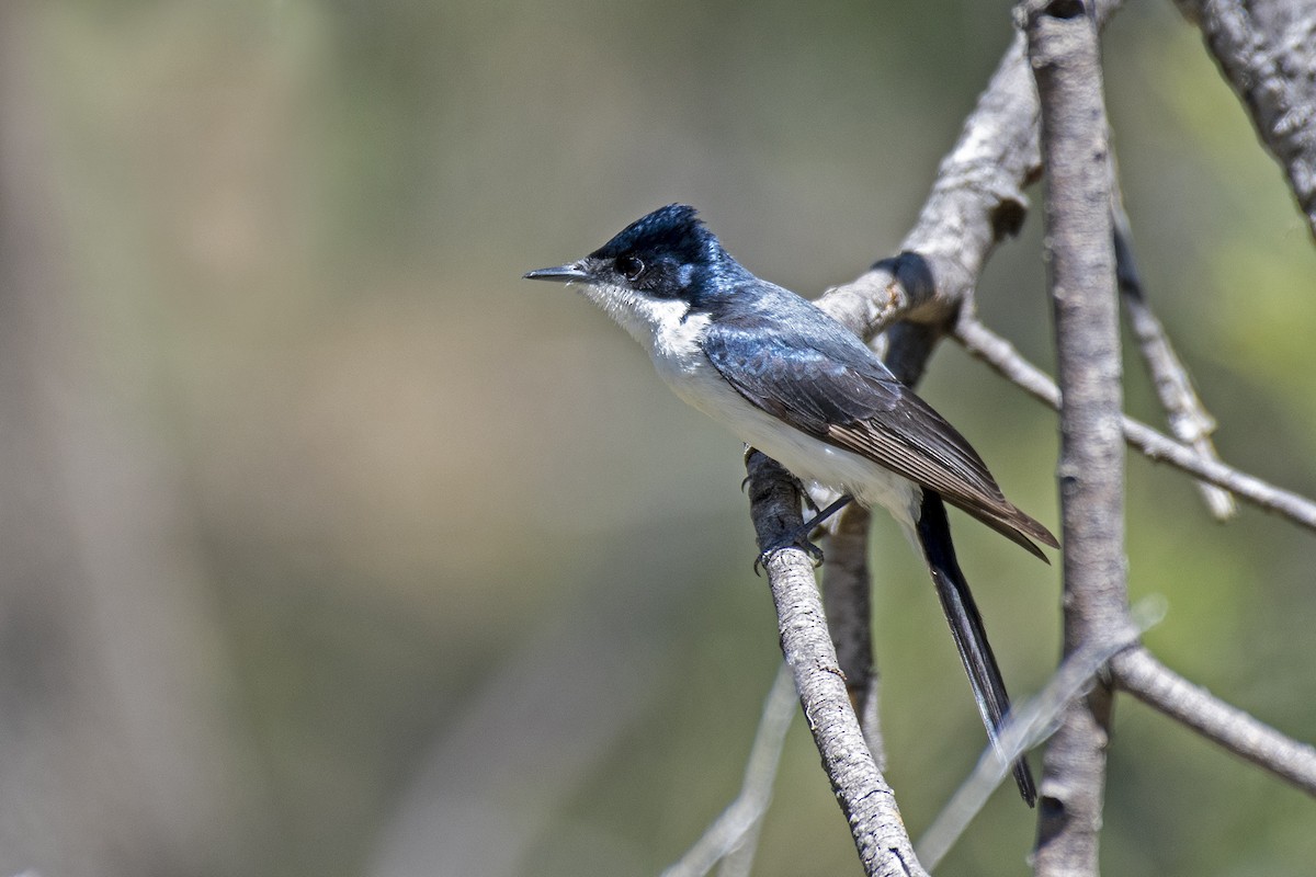 Restless Flycatcher - ML375567021