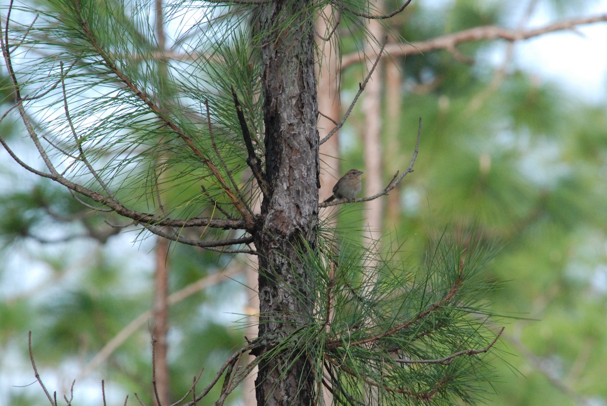 Bachman's Sparrow - Daniel Lebbin