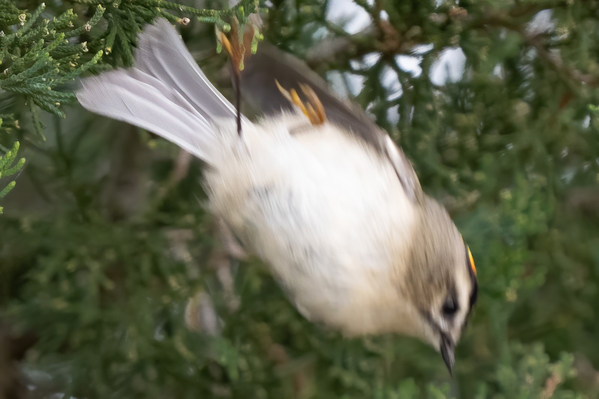 Golden-crowned Kinglet - ML375568381